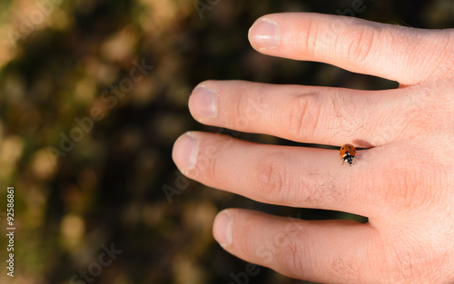 Ladybug crawling on thumb