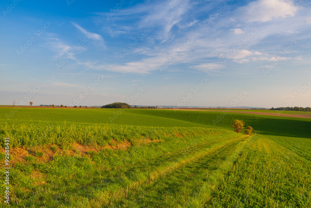 Path between green fields