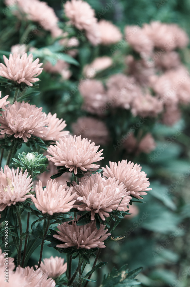 chrysanthemums flower in garden chrysanthemums flower in garden