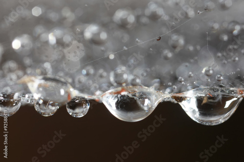 Droplets on spider web close up