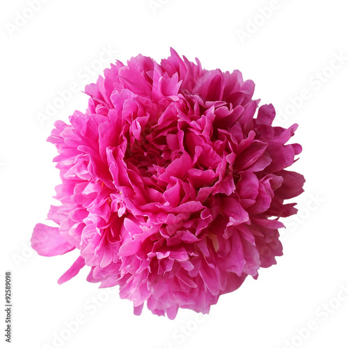Pink peony isolated on white background