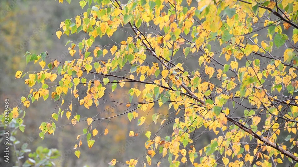 Birch leaves swaying on wind in early autumn Birch leaves swaying on wind in early autumn