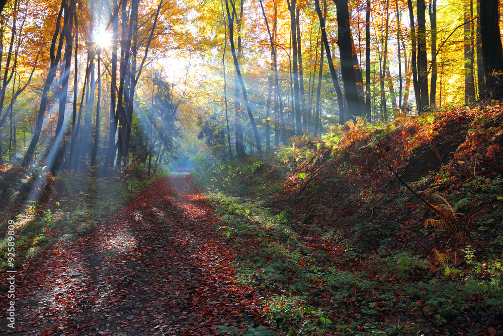Fototapeta premium Autumnal forest and sun rays with mist, Poland , Ojcow, National Park.