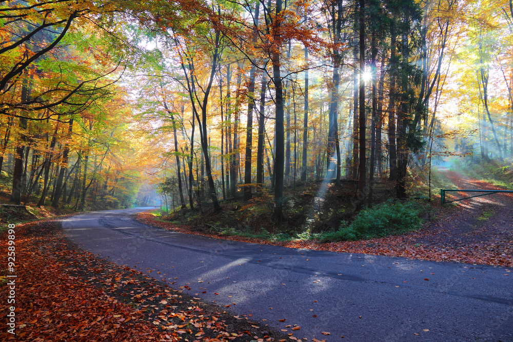 Autumn forest road in the woods, Poland , Ojcow, National Park. Autumn forest road in the woods, Poland , Ojcow, National Park.