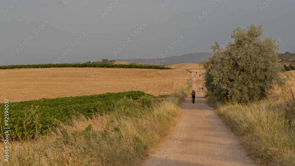 Obraz premium Grain fields on the Camino de Santiago near Los Arcos