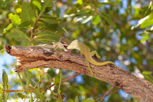 Nice wild green Gecko in the Cayo Blanco island in Cuba