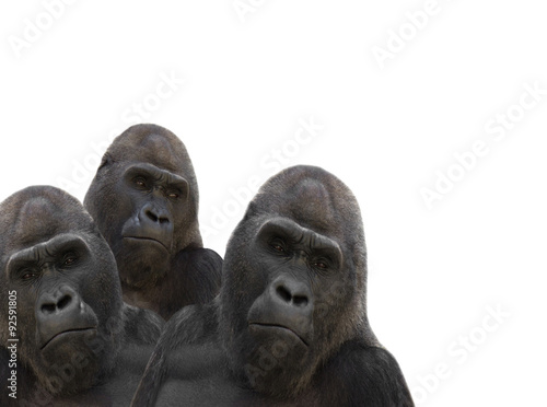 three gorillas © Happy monkey