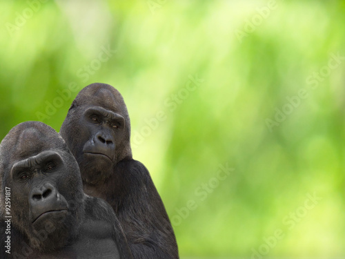 gorillas © Happy monkey