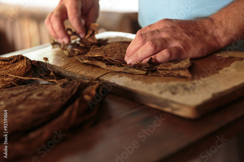 Making tobacco cigars in a typical farm in Vinales, Cuba photo