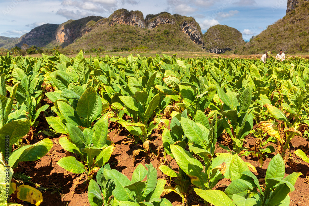 Tobacco plantation