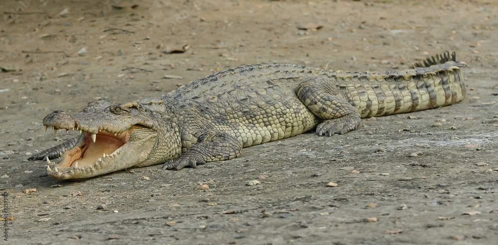 Fototapeta premium Crocodile
