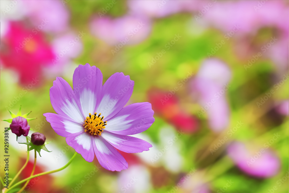 Fototapeta premium 華麗なコスモス