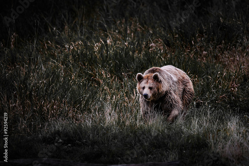 Wallpaper Mural ours brun pyrénées Torontodigital.ca