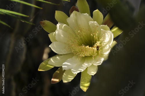 Cactus Flower with honeybee