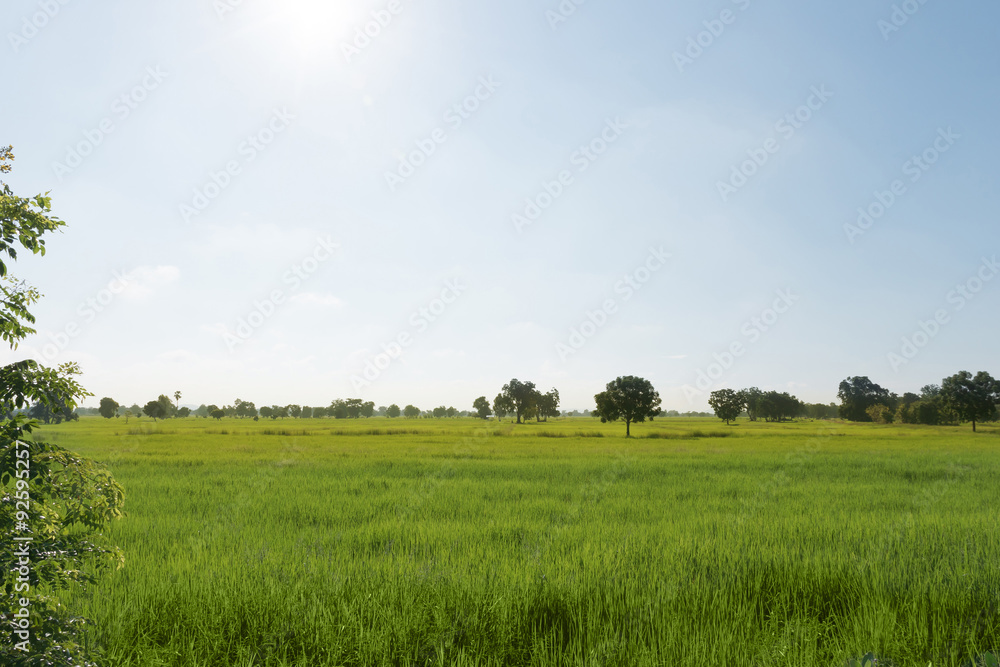 Rice field on morning