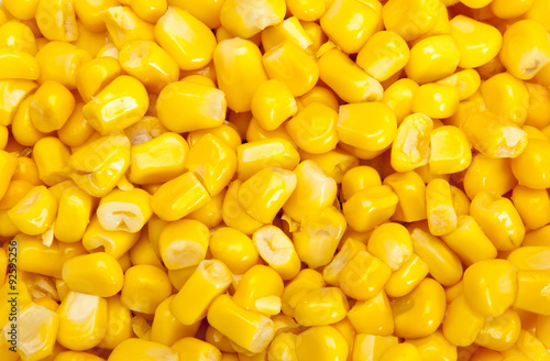 Vászonkép Bulk of corn grains
