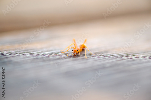 Wallpaper Mural one ant on the wood floor Torontodigital.ca