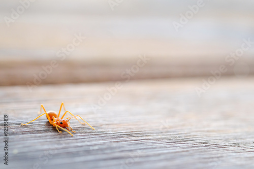 one ant on the wood floor