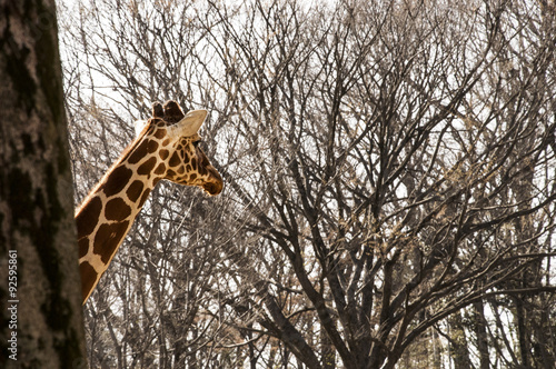 Giraffe behind a tree