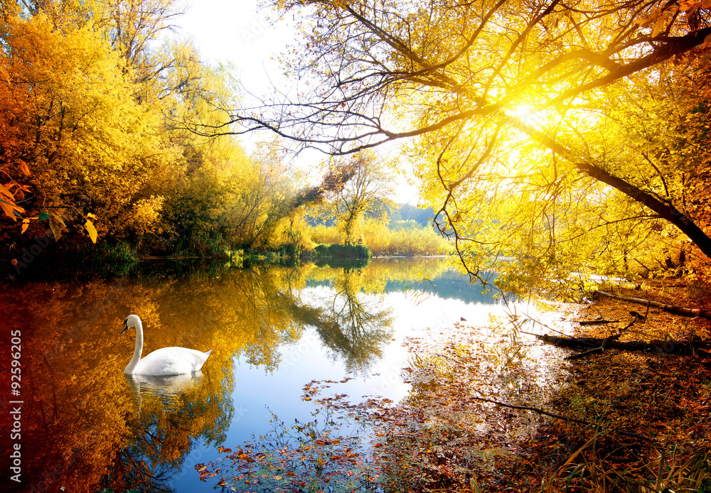 Naklejka premium Swan in autumn