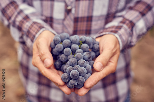 Obraz na plátně Farmers hands with blue grapes