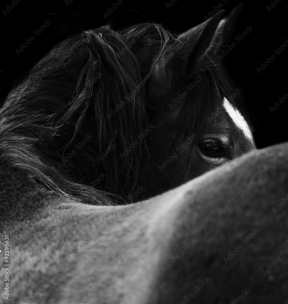 Obraz premium Close Up horse eye. On black background. Black and white color