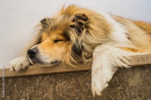 hundemüde – Collie schläft auf Treppenstufe © Fotoschlick