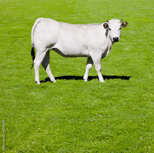 Weiße Kuh