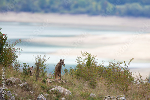 couple of Apennine wolfs