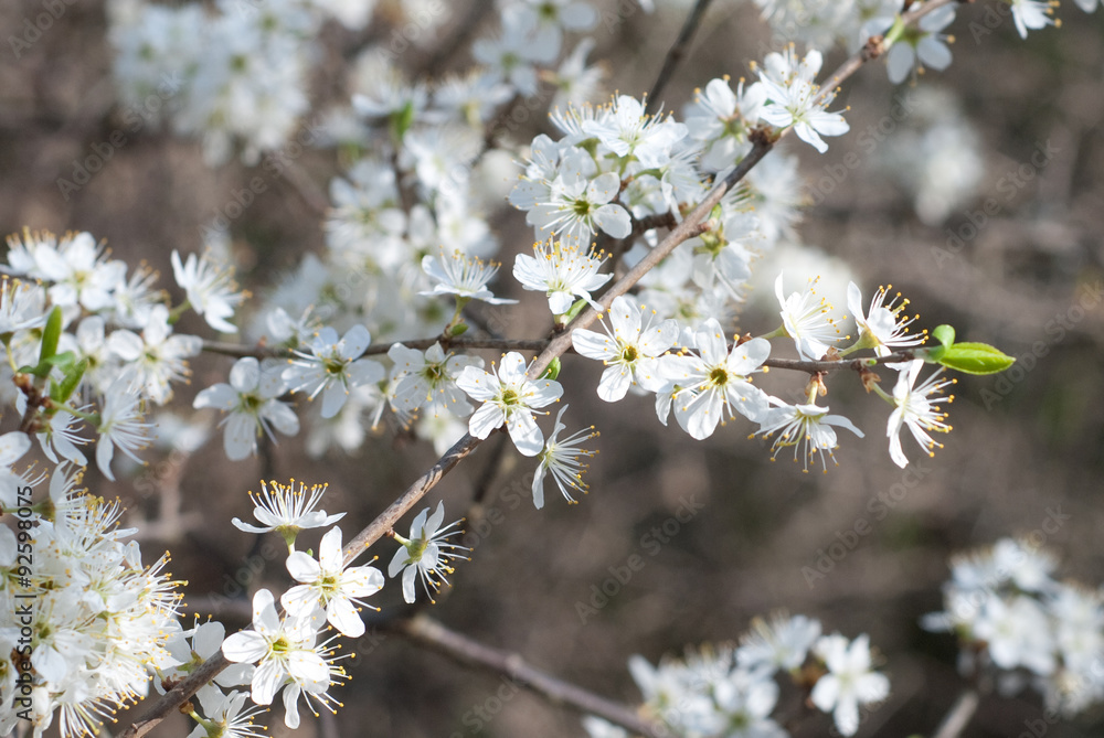 Spring Cherry blossoms, pink flowers - natural background Spring Cherry blossoms, pink flowers - natural background