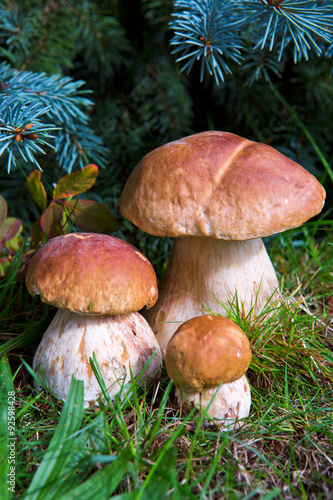 Three mushroom boletus in the forest.