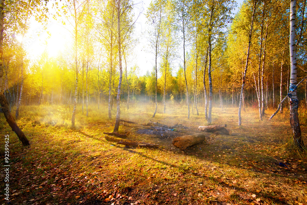 Obraz premium Birches in autumn