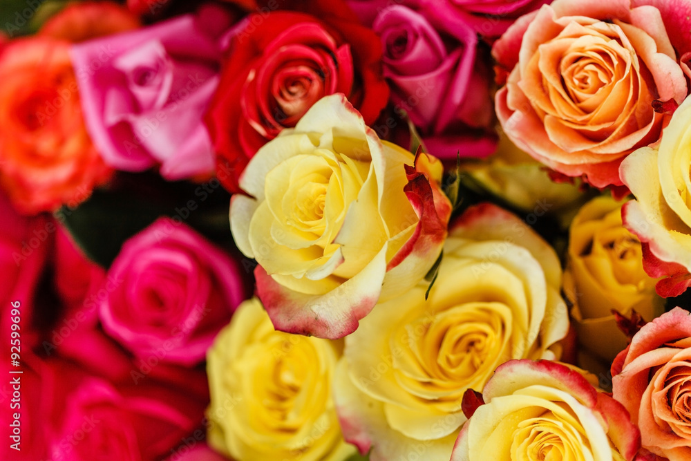 Obraz premium nice roses