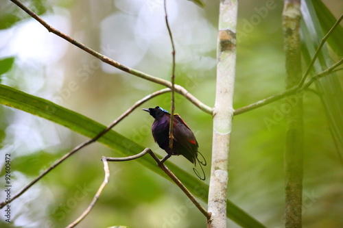 Wilson's Bird-of-paradise (Diphyllodes respublica) in Papua New Guinea