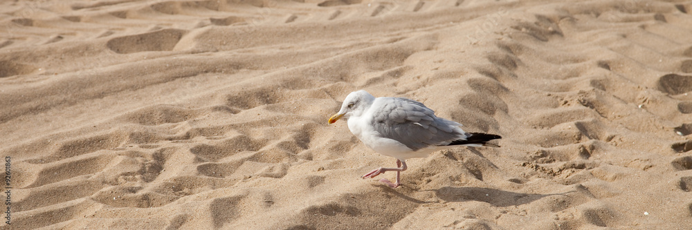 Mouette sur le sable Mouette sur le sable