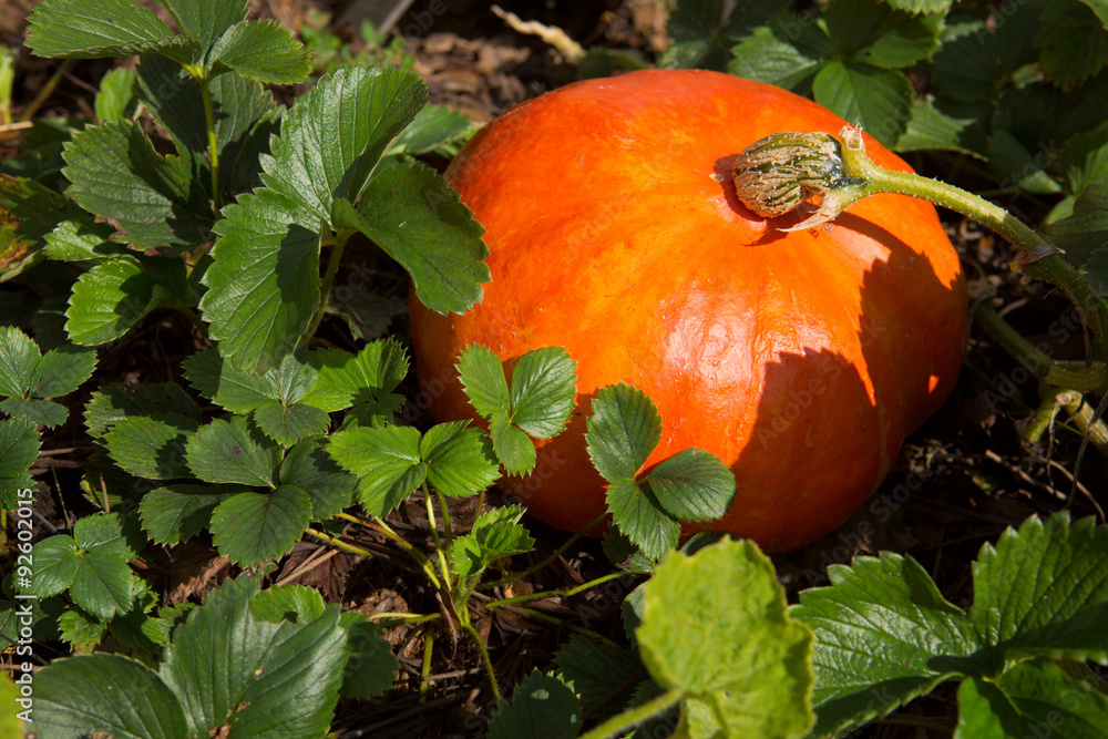Obraz premium Big orange pumpkins .