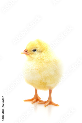 Cute little chicken on white background © Kaesler Media