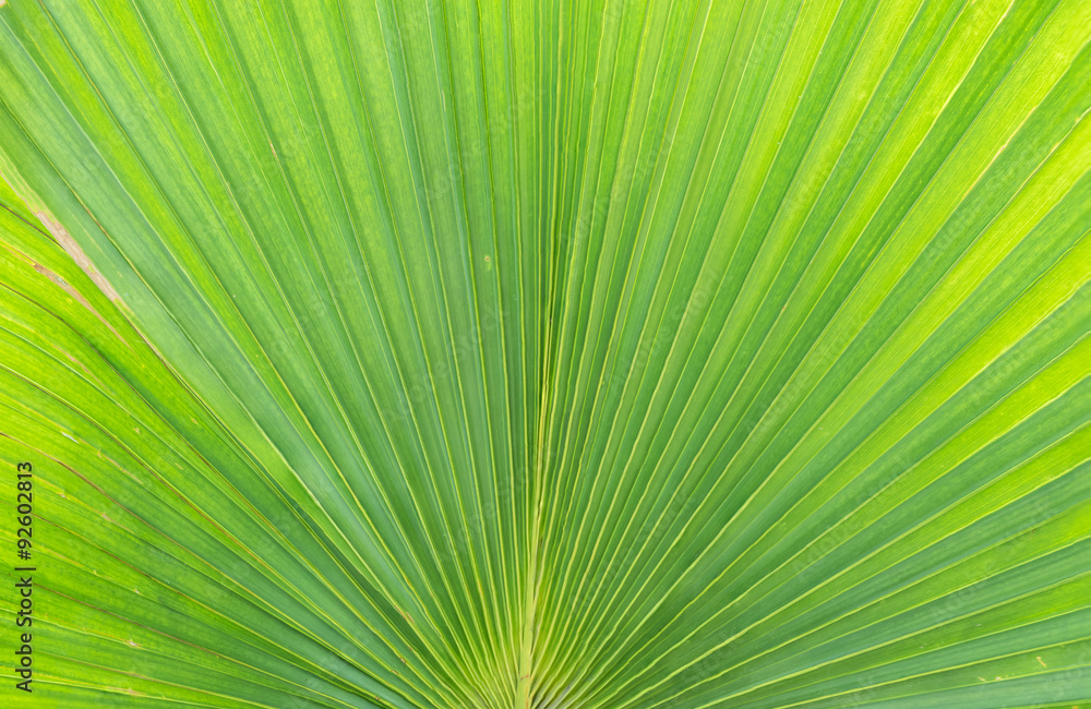 Closeup at green leaf of green palm tree background Closeup at green leaf of green palm tree background