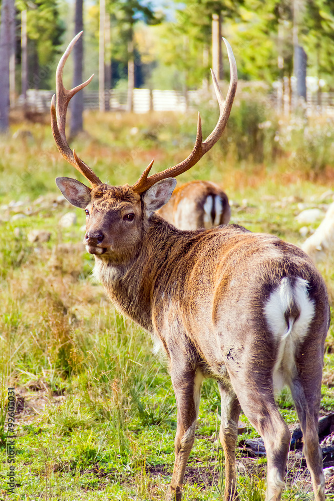 Deers in reservation