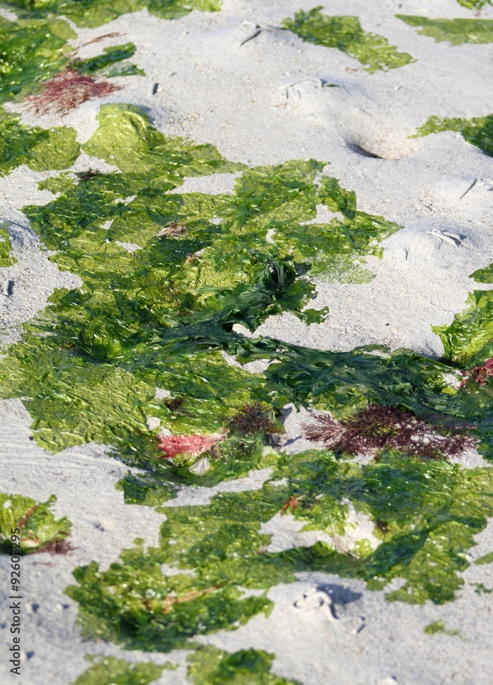 Fototapeta premium algues vertes en bretagne