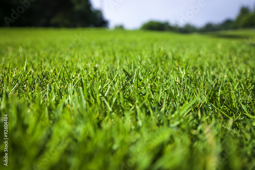 Beautiful green grass texture