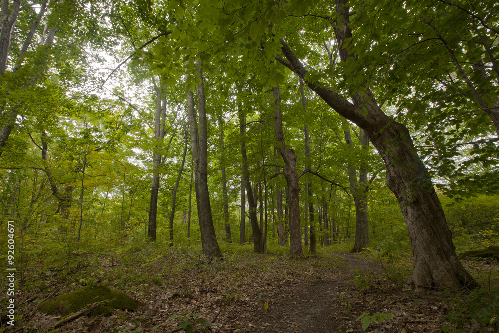A forest scene in the Berkshire Mountains of Western Massachusetts. A forest scene in the Berkshire Mountains of Western Massachusetts.