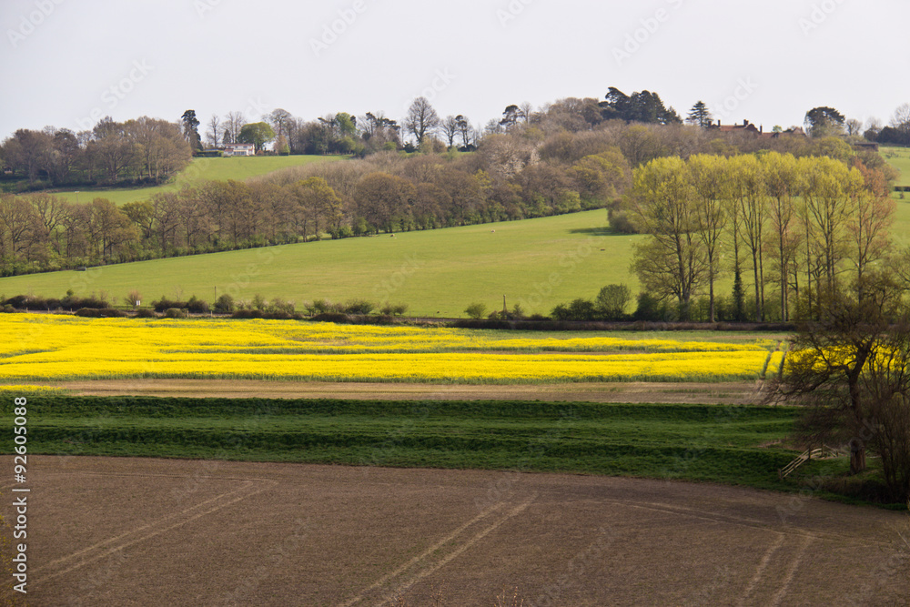 Obraz premium Scenic farmland with rapeseed fields