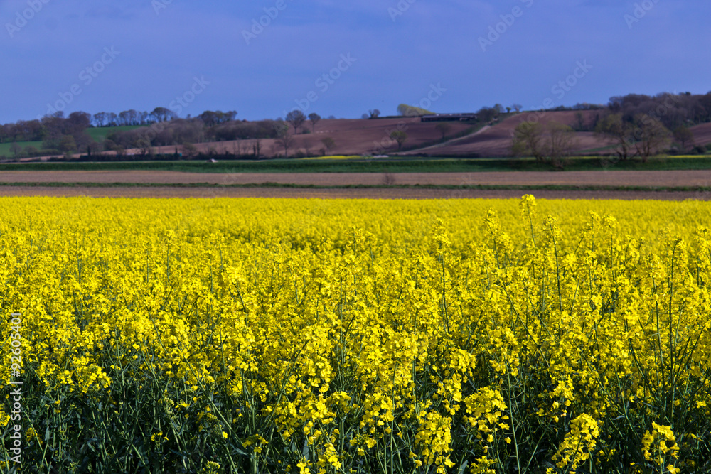 Yellow rapeseed canolo field
