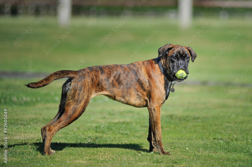 Chien De Race Boxer Bringe Jouant A La Balle Stock Photo Adobe Stock