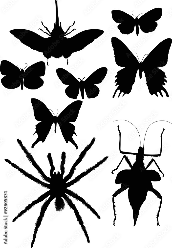 collection with eight black insects collection with eight black insects