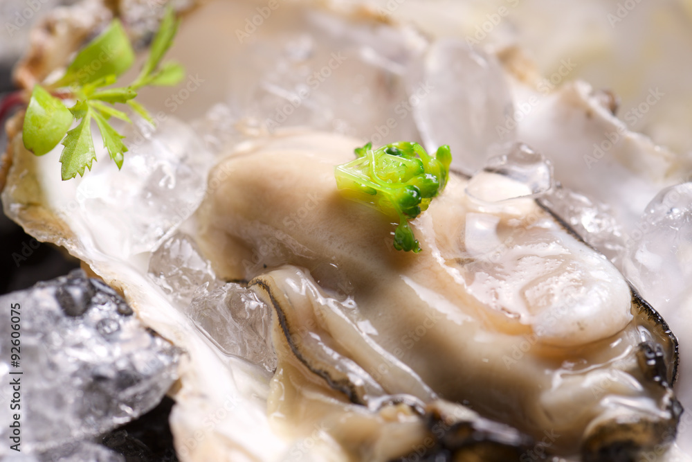 Oyster Oyster