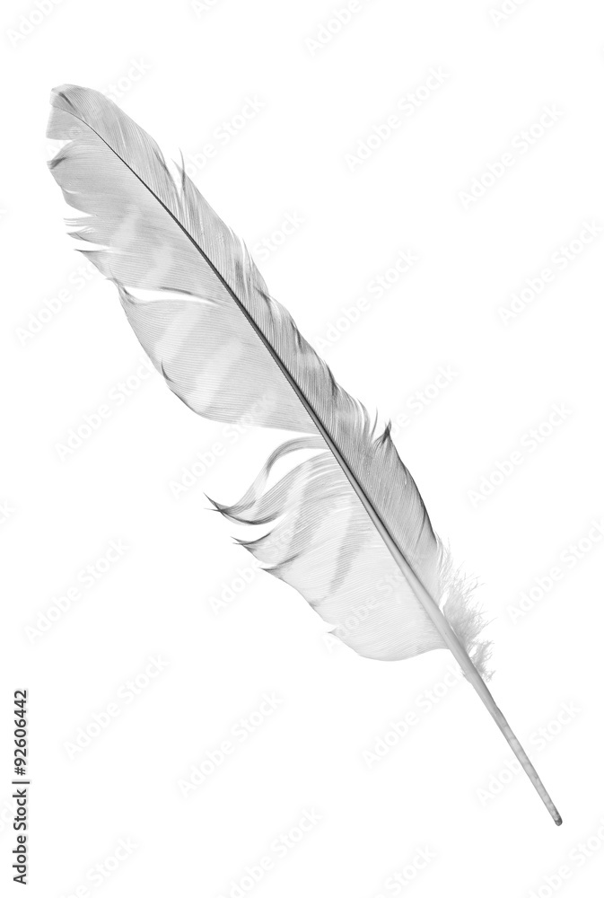 grey falcon feather isolated on white grey falcon feather isolated on white