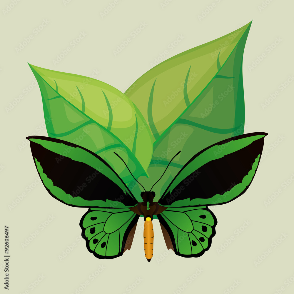 Butterfly design Butterfly design