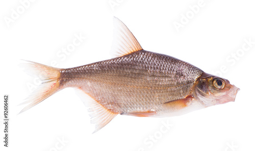 small bream fish isolated on white